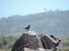 Turdus merula cabrerae