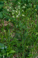 Aulacospermum anomalum