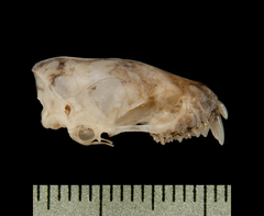 Lesser Asiatic Yellow House Bat photo 5