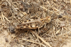 Dociostaurus maroccanus