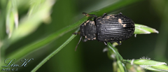 Heterotarsus carinula