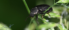 Heterotarsus carinula