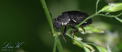 Heterotarsus carinula