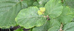 Corylus heterophylla