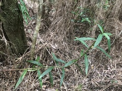 Coleotrype madagascarica