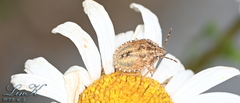 Dolycoris