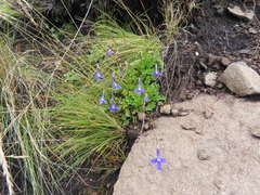 Lobelia preslii