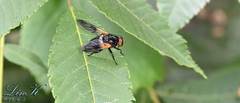 Volucella