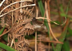 Strabena vinsoni