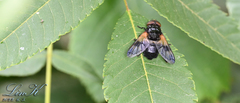 Volucella