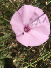 Convolvulus althaeoides althaeoides