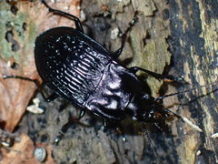 Dicaelus sculptilis
