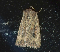 Dasygaster nephelistis