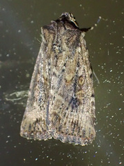 Dasygaster nephelistis