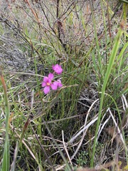 Ixia erubescens