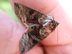 Abrostola tripartita