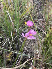 Ixia erubescens