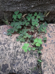 Oxalis corniculata