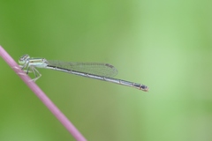 Ischnura hastata