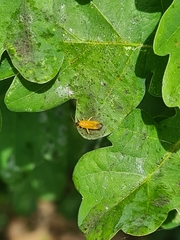 Phylus melanocephalus