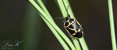 Eurydema gebleri