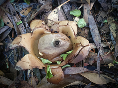 Geastrum australe