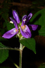 Brillantaisia madagascariensis image