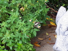 Papilio demoleus malayanus