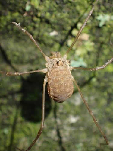 kosec okatý (Rilaena triangularis)