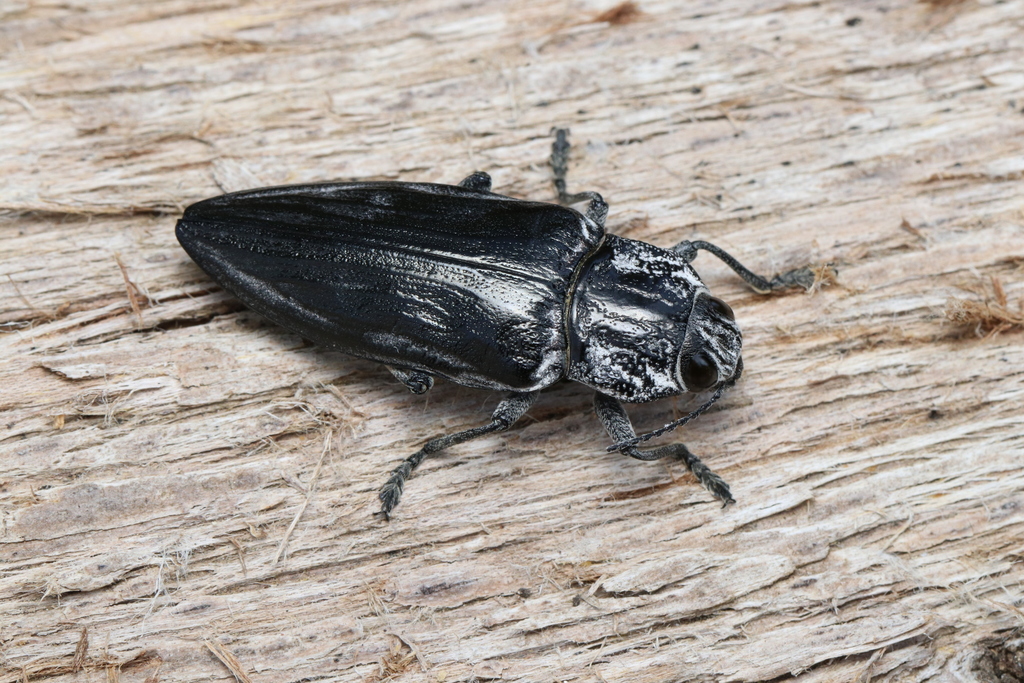 Chalcophora detrita