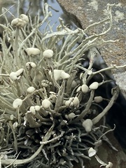 Ramalina siliquosa