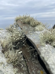Ramalina siliquosa