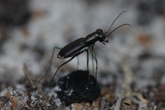 Cicindela abdominalis