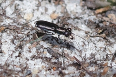 Cicindela abdominalis