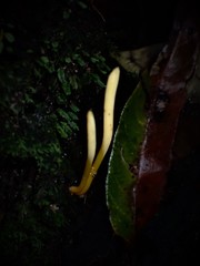 Clavaria tenuipes