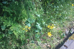 Ranunculus cortusifolius image