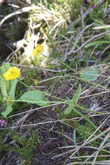 Ranunculus hybridus