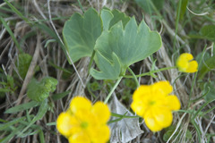 Ranunculus hybridus
