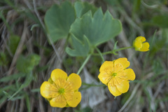 Ranunculus hybridus
