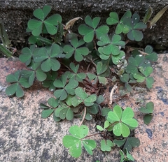 Oxalis corniculata
