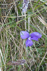 Viola alpina