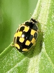 Propylea quatuordecimpunctata