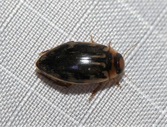 Coptotomus