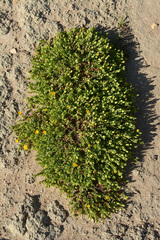 Hypericum globuliferum