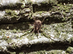 Lacinius