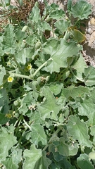 Henosepilachna argus