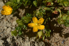 Hypericum globuliferum