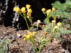 Senecio scorzonella