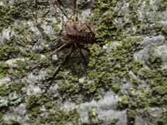 Lacinius