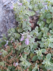 Stachys ionica